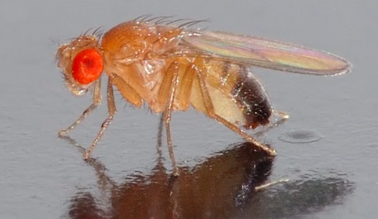 Drosophila Melanogaster