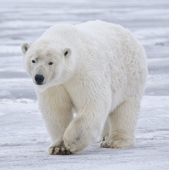 Urs polar