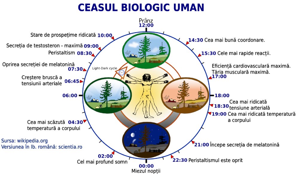 Ceasul biologic - ritmul circadian