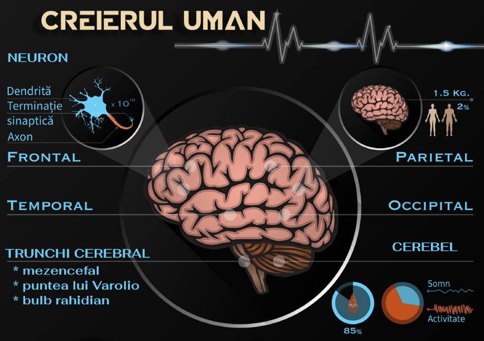 https://www.scientia.ro/images/A2_2021/creierul-uman.jpg