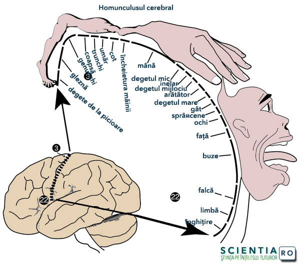 Homunculus Homunculus