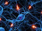 Sinapse interneuronale