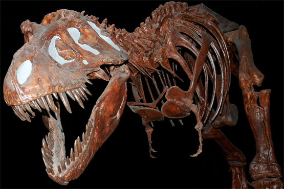 T Rex