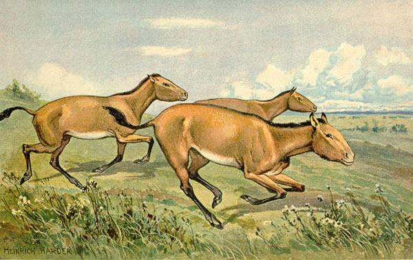 Cai hipparion