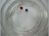Protocelule