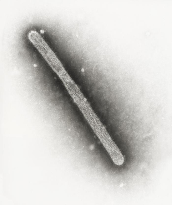 Virus gripa aviară