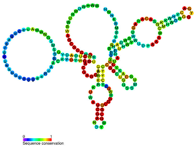 glmS ribozyme glmS ribozyme
