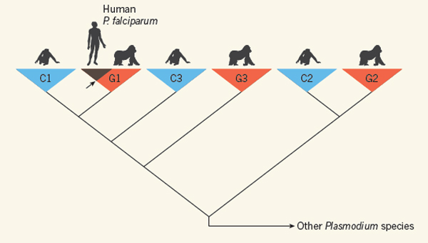 Plasmodium arbore genealogic Plasmodium arbore genealogic