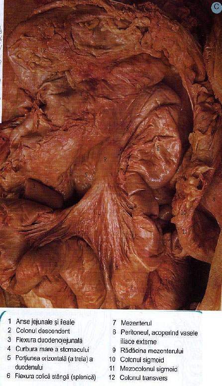Intestinul gros