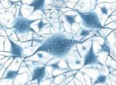 Neuroni