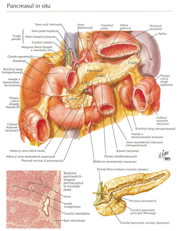 Pancreasul
