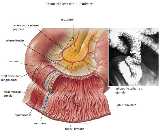 Intestinul subţire Intestinul subţire