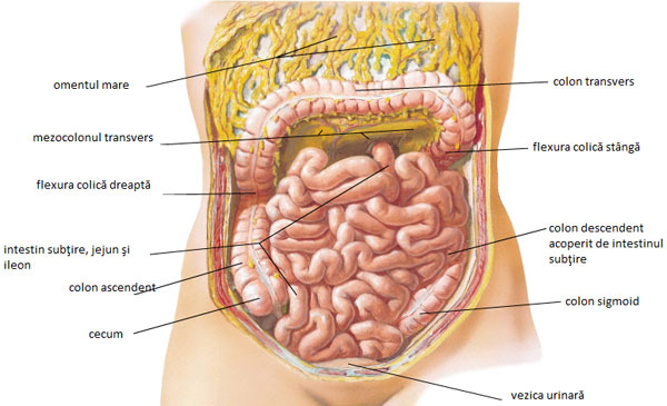 Intestinul subţire Intestinul subţire