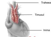 Timus