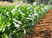 Plante modificate genetic