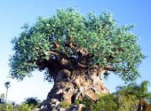 Arborele vietii
