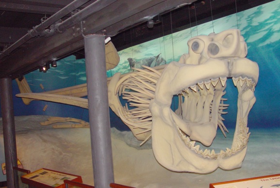 Schelet de Megalodon Schelet de Megalodon