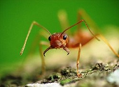 Furnica tesator