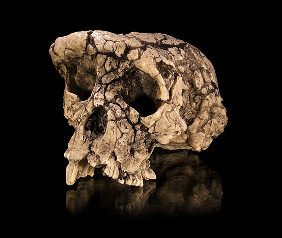 Sahelanthropus tchadensis Sahelanthropus tchadensis