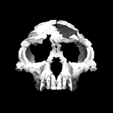 Craniu Ardi Craniu Ardi