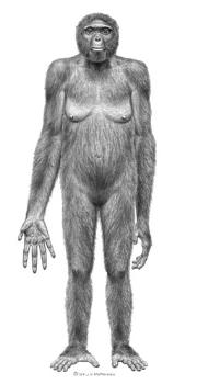 Ardipithecus ramidus Ardipithecus ramidus