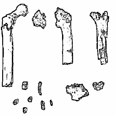 Orrorin tugenensis Orrorin tugenensis