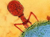 Virus