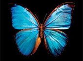 Fluture