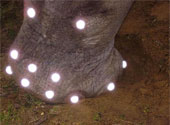 Picior elefant