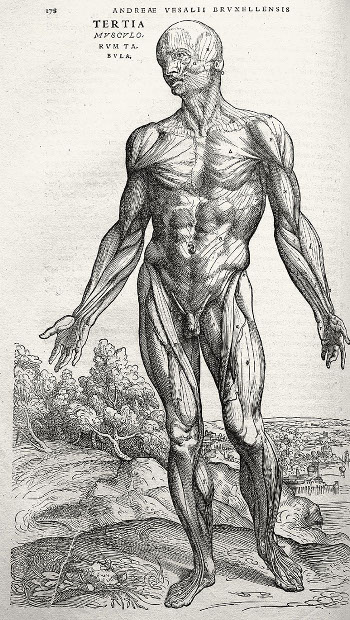 Vesalius. De Humani Corporis Fabrica. Schita Vesalius. De Humani Corporis Fabrica. Schita