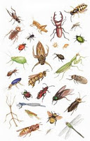 insecte insecte