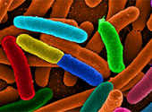 Microorganisme