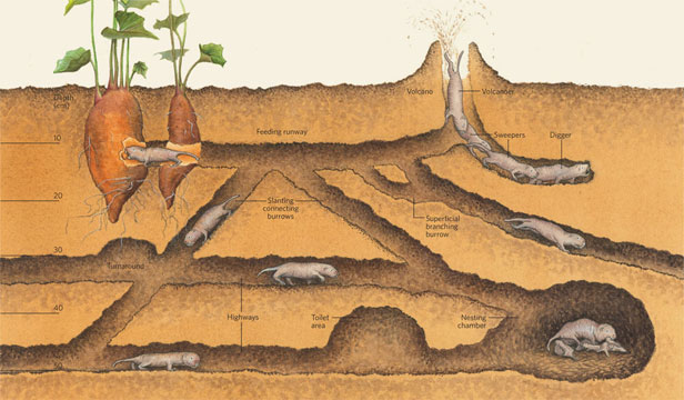 Habitatul şobolanului-cârtiţă golaş