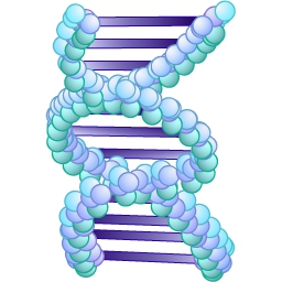 ADN