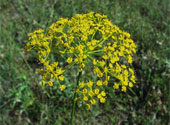 Thapsia_garganica