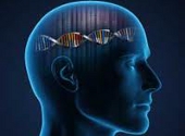 Legatura intre creier si gene