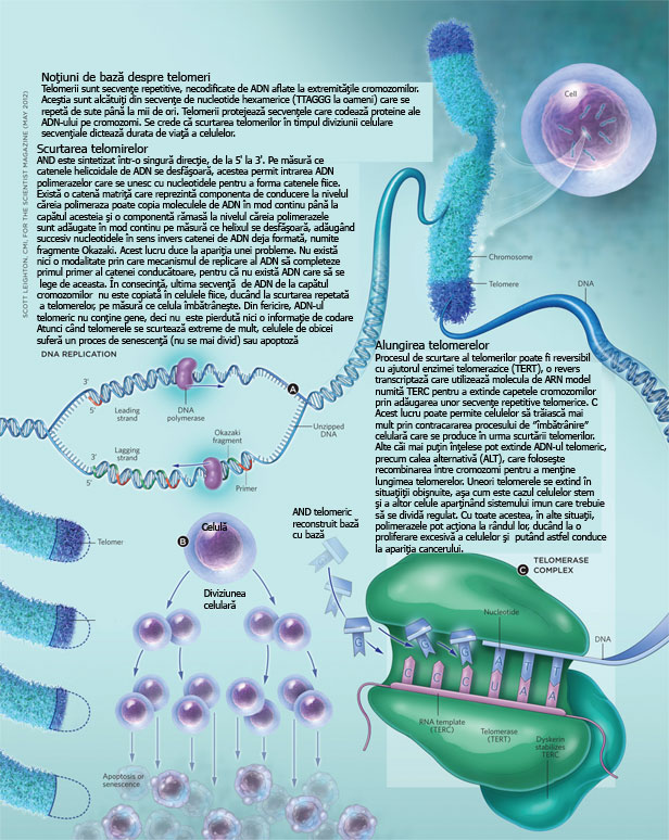 Telomer