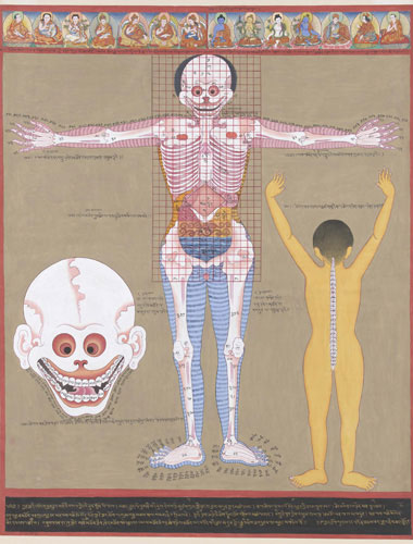 Anatomie umană Anatomie umană