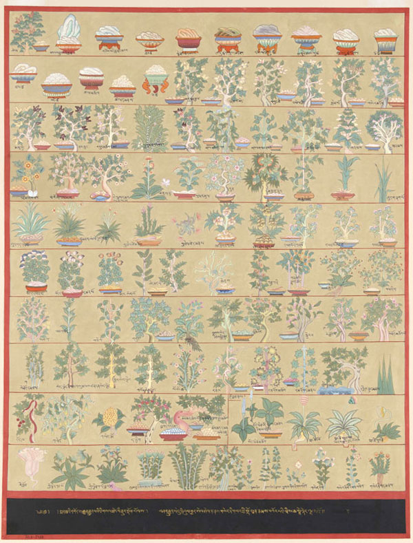 Medicaţie herbală Medicaţie herbală