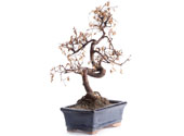 Bonsai