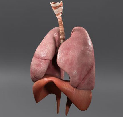 Sistemul respirator Sistemul respirator