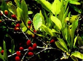 Erytroxylon coca