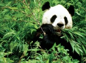 Ursul Panda