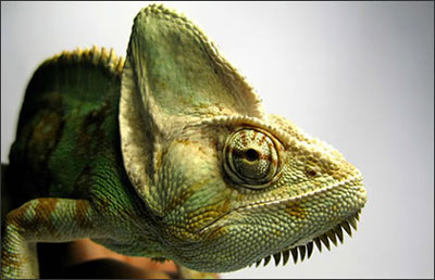 cameleon Cameleon