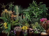 Plante