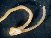 Illacme plenipes