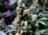 Marijuana