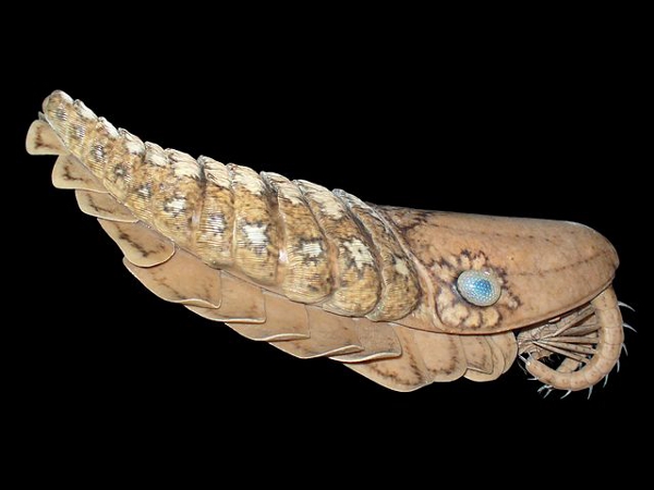 Laggania Cambria
