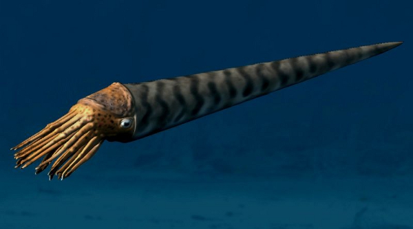 Orthoceras Orthoceras