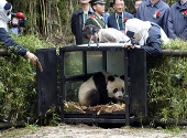 Urs panda